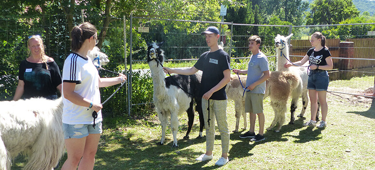 Gruppe von Personen steht mit Lamas auf einer Wiese.